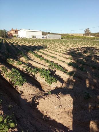 Finca rústica en carril de los Murcia, 5