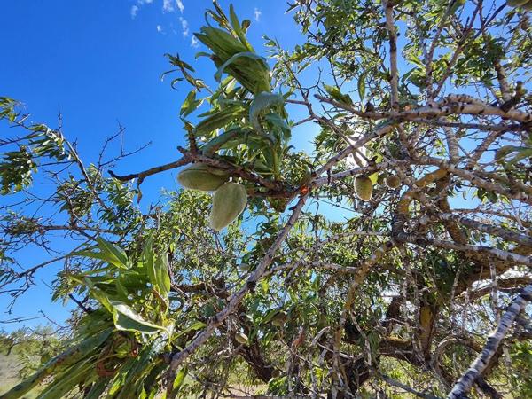 Finca rústica en orihuela
