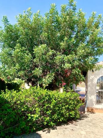 Casa independiente en calle Córdoba, 13 CalleCrdoba