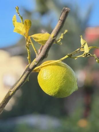 Casa independiente en partida pla roig