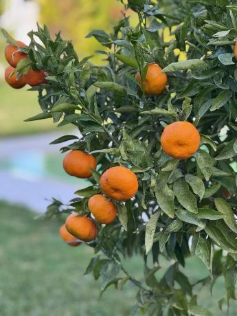 Casa independiente en partida pla roig
