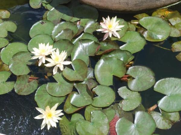 Casa independiente en Partida Maryvilla
