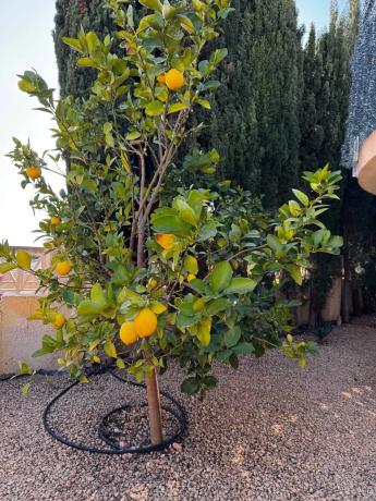 Casa independiente en Partida Carrió Park