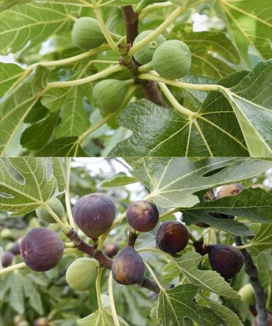 Finca rústica en Partida la Rinconada Cv920, 12