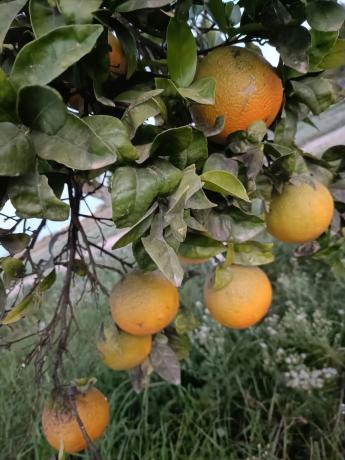 Finca rústica en Partida la Rinconada Cv920, 12