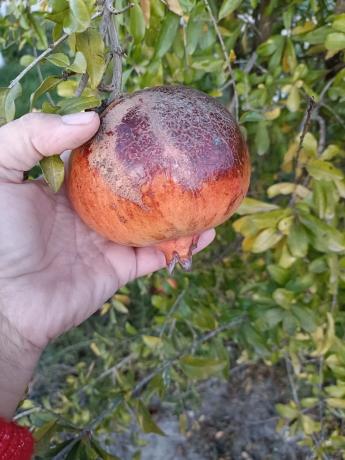 Finca rústica en Partida la Rinconada Cv920, 12