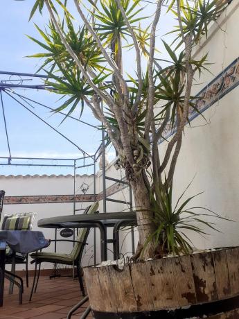 Chalet pareado en calle Costa Azahar, 337