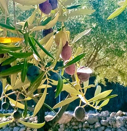 Finca rústica en Diseminado Diseminados