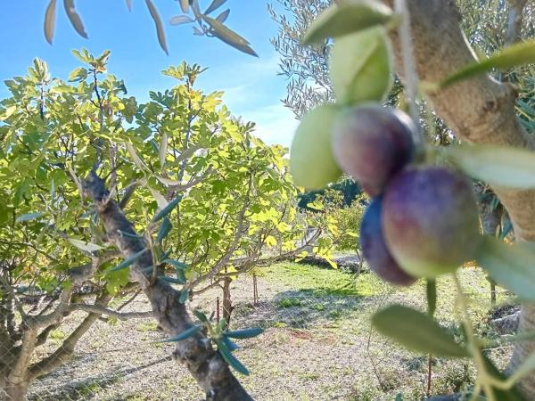 Finca rústica en Diseminado Diseminados