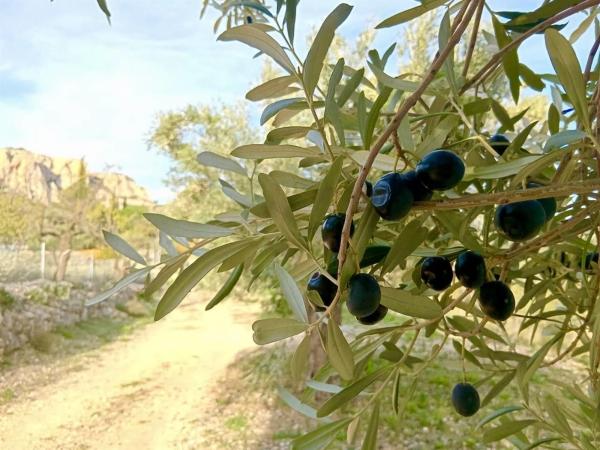 Finca rústica en Diseminado Diseminados