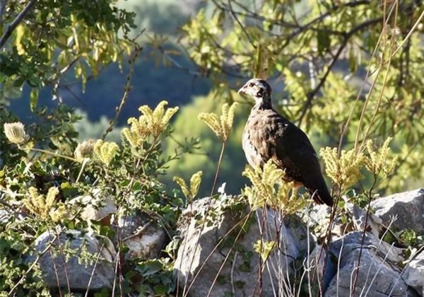 Finca rústica en Diseminado Diseminados