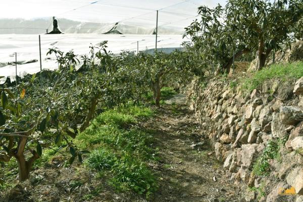 Finca rústica en calle del Fondo