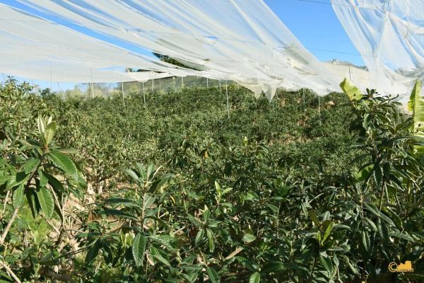 Finca rústica en calle del Fondo