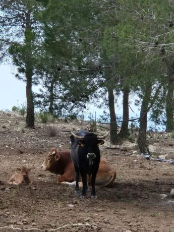 Finca rústica en Partida Matet