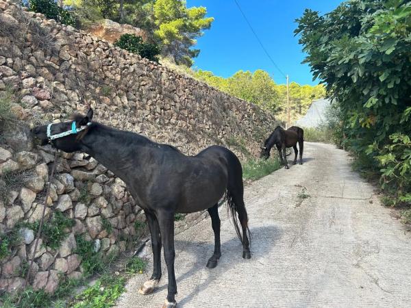 Casa rural en Partida campulles, 54