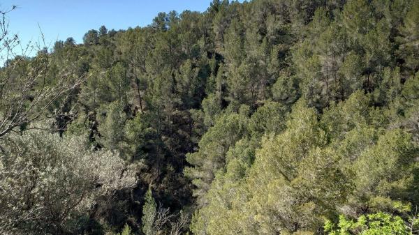 Finca rústica en Partida la Tosca, 20