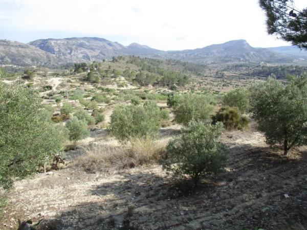 Finca rústica en plaza el Muscaret
