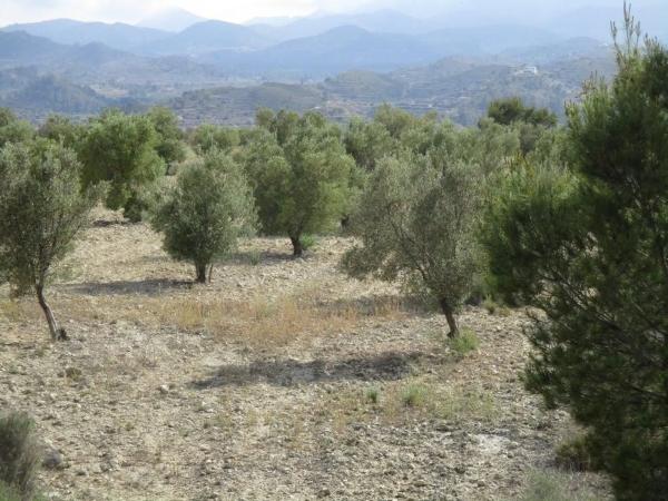 Finca rústica en plaza el Muscaret