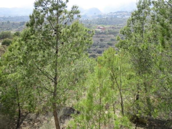 Finca rústica en plaza el Muscaret