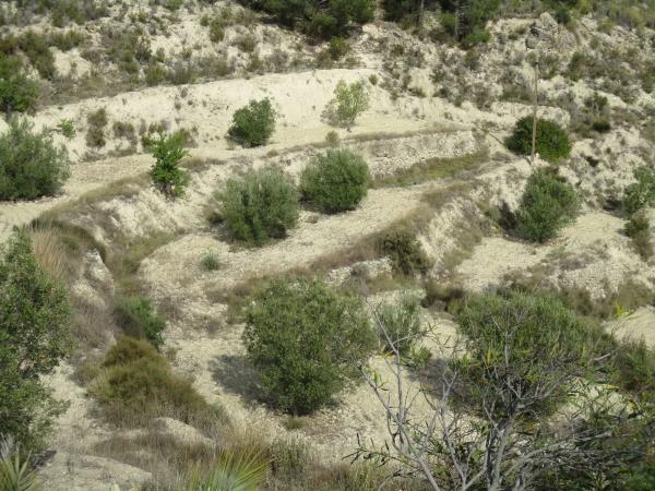 Finca rústica en plaza el Muscaret