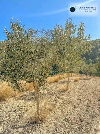 Finca rústica en calle de la Mare de Déu del Miracle