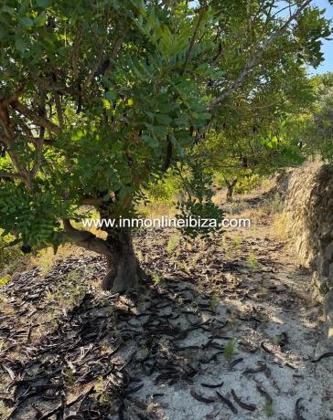Finca rústica en partida Casivanyes