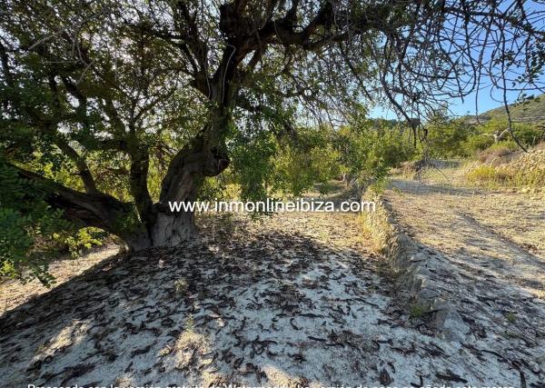 Finca rústica en partida Casivanyes