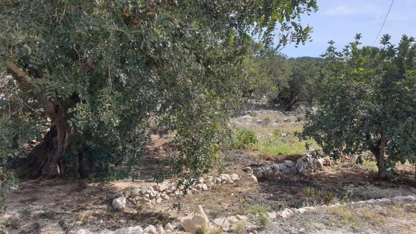 Finca rústica en Partida Sa Foia des Gavatx, 1