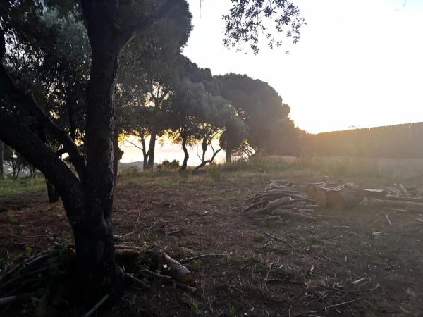 Colección privada • Llavaneres