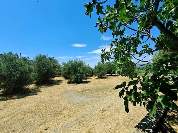 Finca rústica en diseminados s/n
