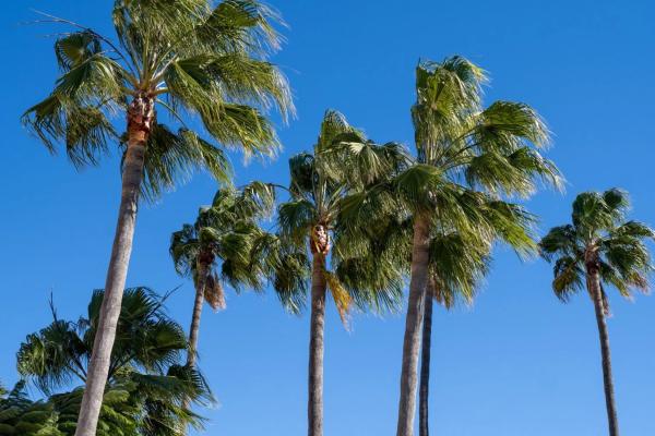 Casa independiente en calle de la Penyaparda