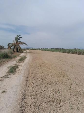 Finca rústica en camino de San Fulgencio, 192