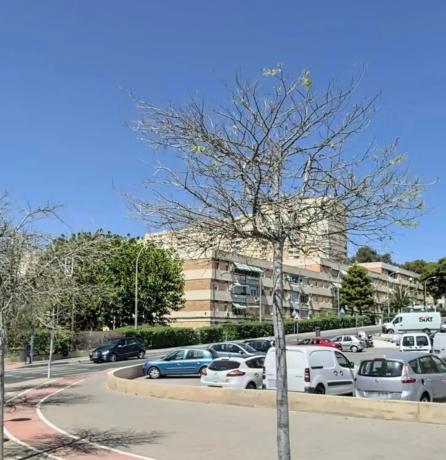 Piso en calle Pintor Antonio Amorós