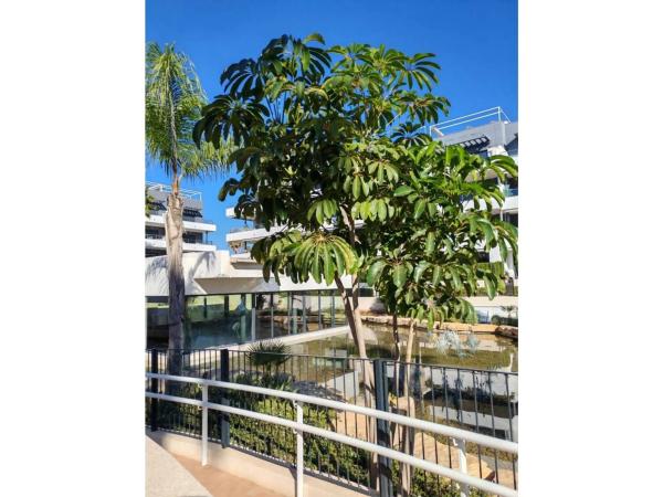 Ático en Orihuela Ciudad