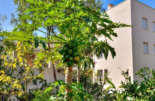 Chalet adosado en calle Tucán